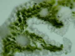 Festuca rubra commutata