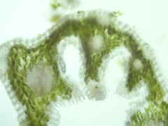 Festuca rubra commutata