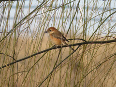 Lanius bucephalus