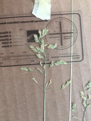 Poa pratensis pratensis