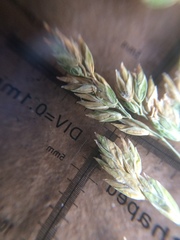 Poa pratensis pratensis