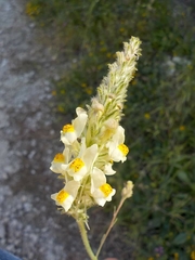 Linaria multicaulis