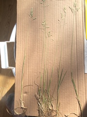 Poa pratensis pratensis