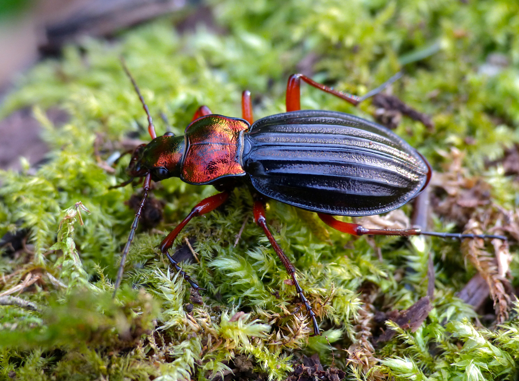 Carabus auronitens auronitens