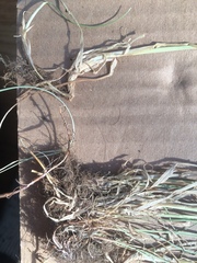 Poa pratensis pratensis