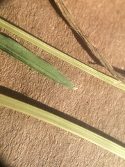 Poa pratensis pratensis