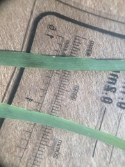 Poa pratensis pratensis