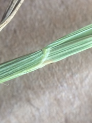 Poa pratensis pratensis