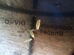 Poa pratensis pratensis