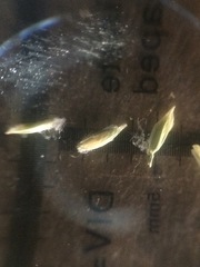 Poa pratensis pratensis