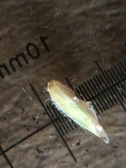 Poa pratensis pratensis