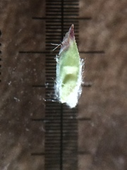 Poa pratensis pratensis