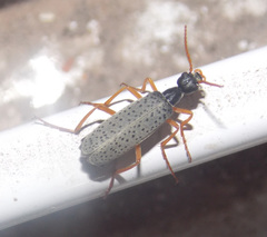 Epicauta fulvicornis