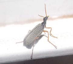 Epicauta fulvicornis