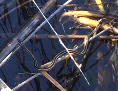 Thamnophis saurita septentrionalis