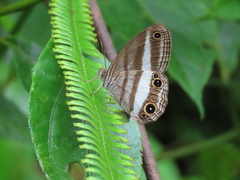 Euptychoides albofasciata