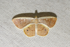 Opisthoxia