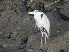 Ardea cinerea
