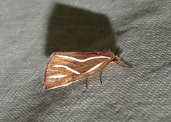 Licha undilinealis