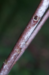 Salix daphnoides