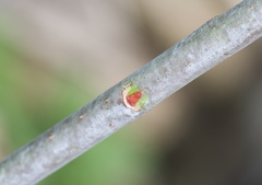 Salix daphnoides