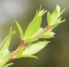 Salix daphnoides