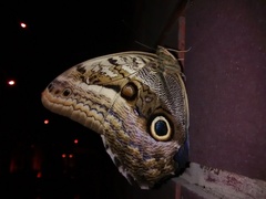 Caligo oileus scamander