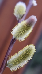 Salix daphnoides