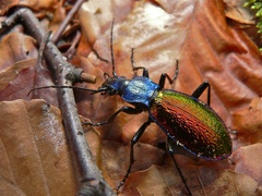 Carabus hispanus