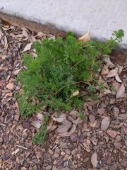 Oncosiphon pilulifer