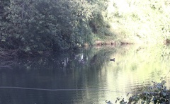 Speculanas specularis