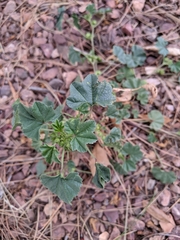Malva parviflora