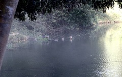 Speculanas specularis