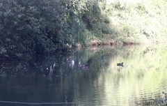 Speculanas specularis