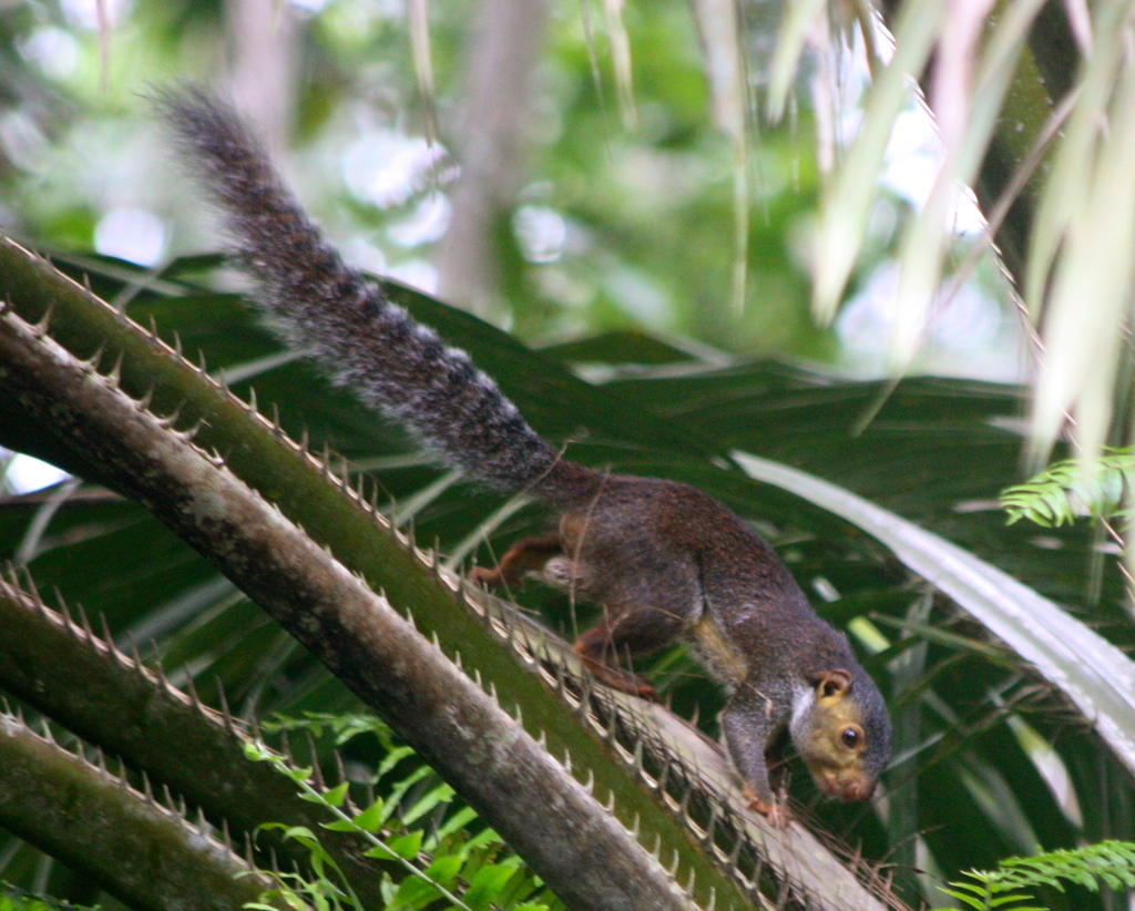 Forest Giant Squirrel