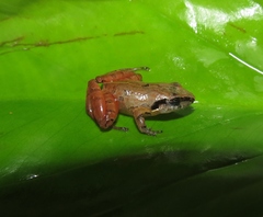 Craugastor lauraster