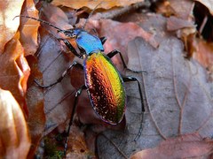 Carabus hispanus