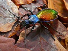 Carabus hispanus