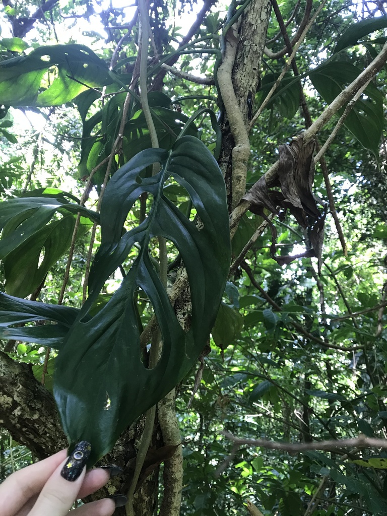 monstera minima albo Monstera minima variegated albo (5-6 leaves)+ Highly variegated