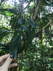 Monstera praetermissa