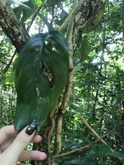 Monstera praetermissa