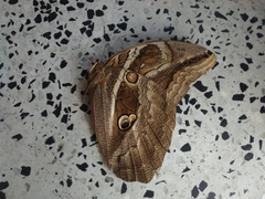 Eryphanis