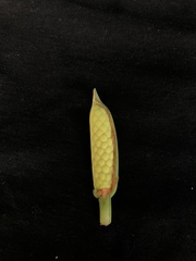 Monstera praetermissa