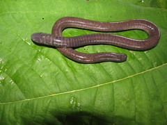 Gymnopis multiplicata