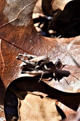 Melanoplus tequestae