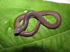 Gymnopis multiplicata