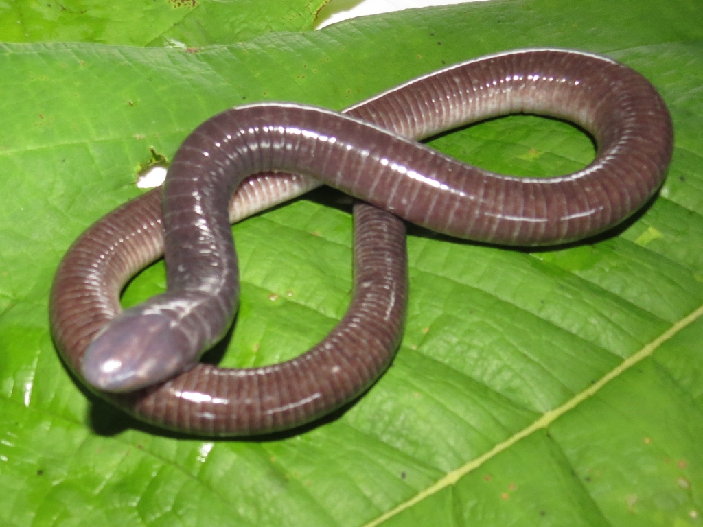 Varagua Caecilian