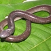 Neotropical and Afrotropical Caecilians - Photo (c) Eric van den Berghe, some rights reserved (CC BY-NC), uploaded by Eric van den Berghe