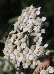 Romanophora verecunda