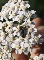 Romanophora verecunda